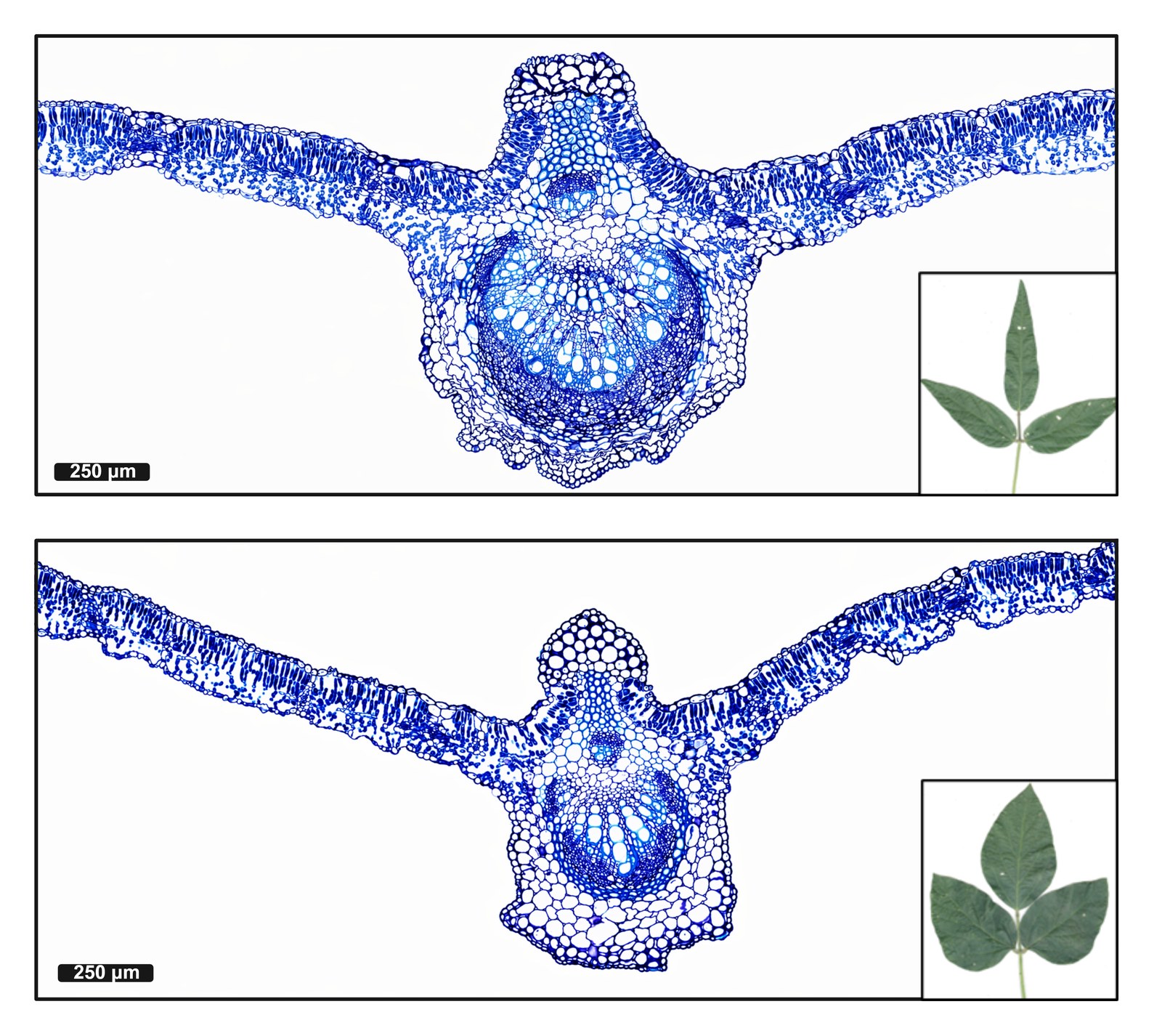 Leaf cross-section comparison between soybean lines 1702 and 2235