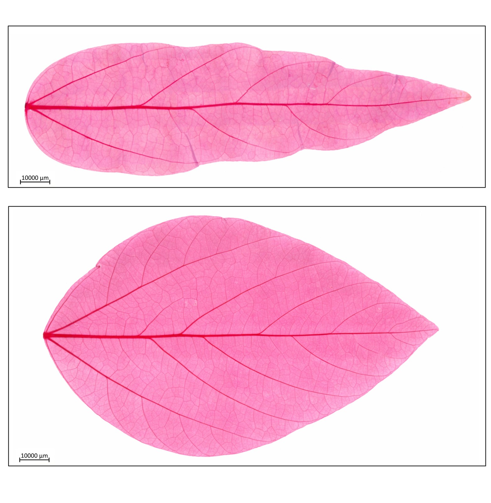 Cleared soybean leaves comparing narrow and broad leaf isolines