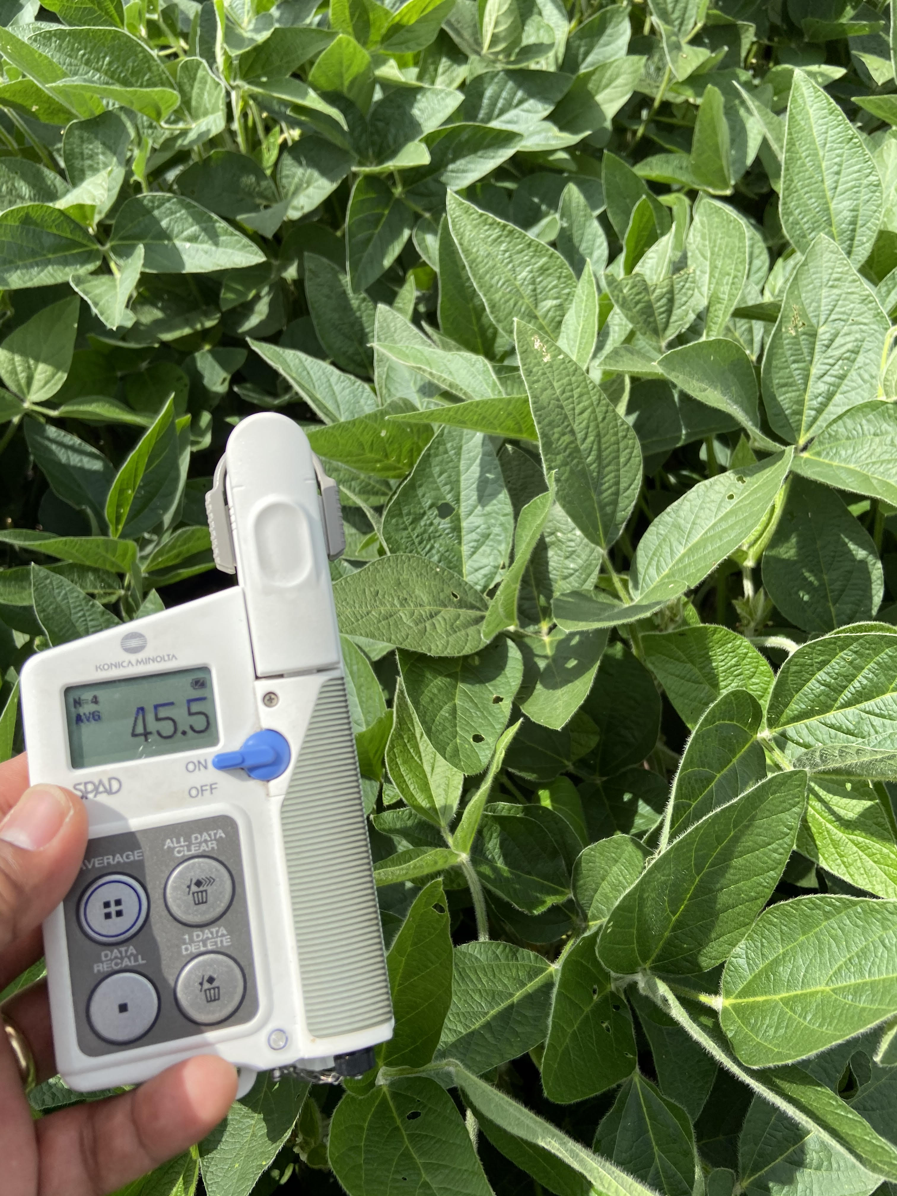 SPAD-502 chlorophyll meter held against soybean canopy showing reading of 45.5