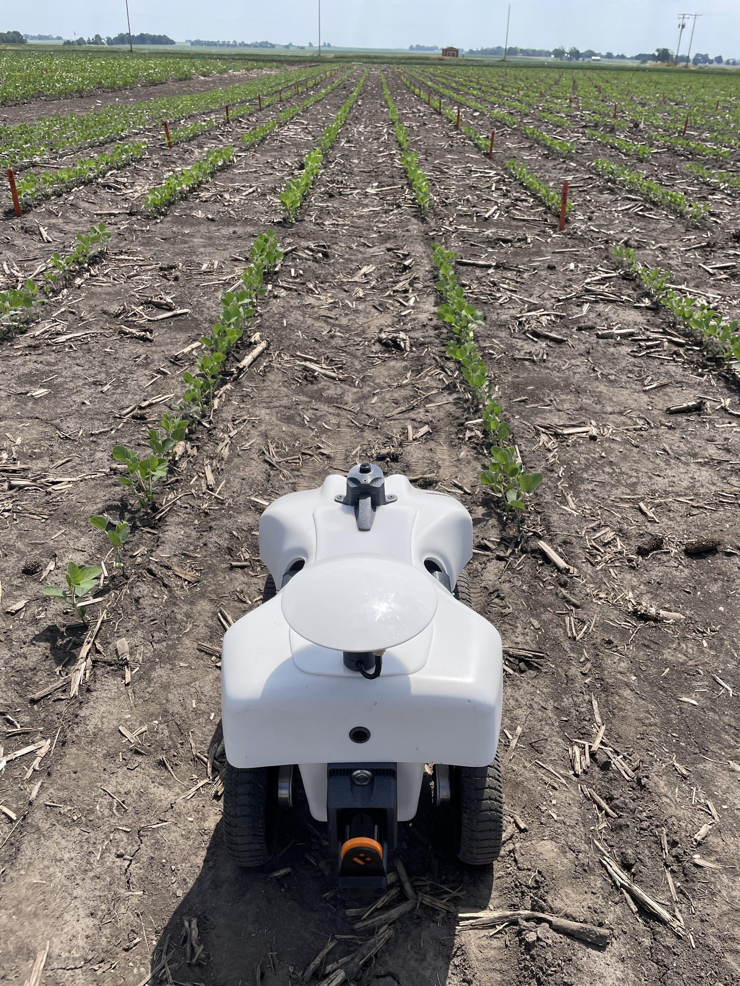 TerraSentia ground robot navigating between crop rows