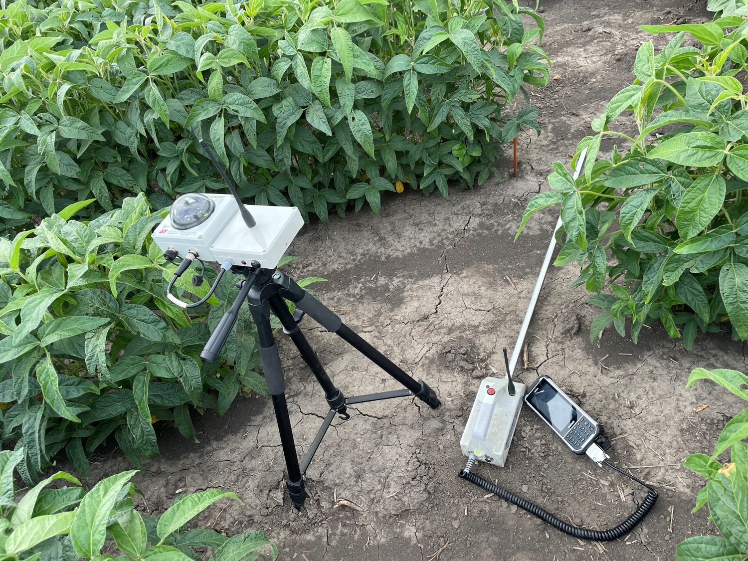 Field spectroradiometer on tripod with handheld controller in soybean canopy