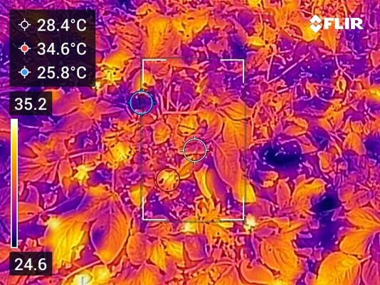 FLIR thermal infrared image of plant canopy showing temperature gradient
