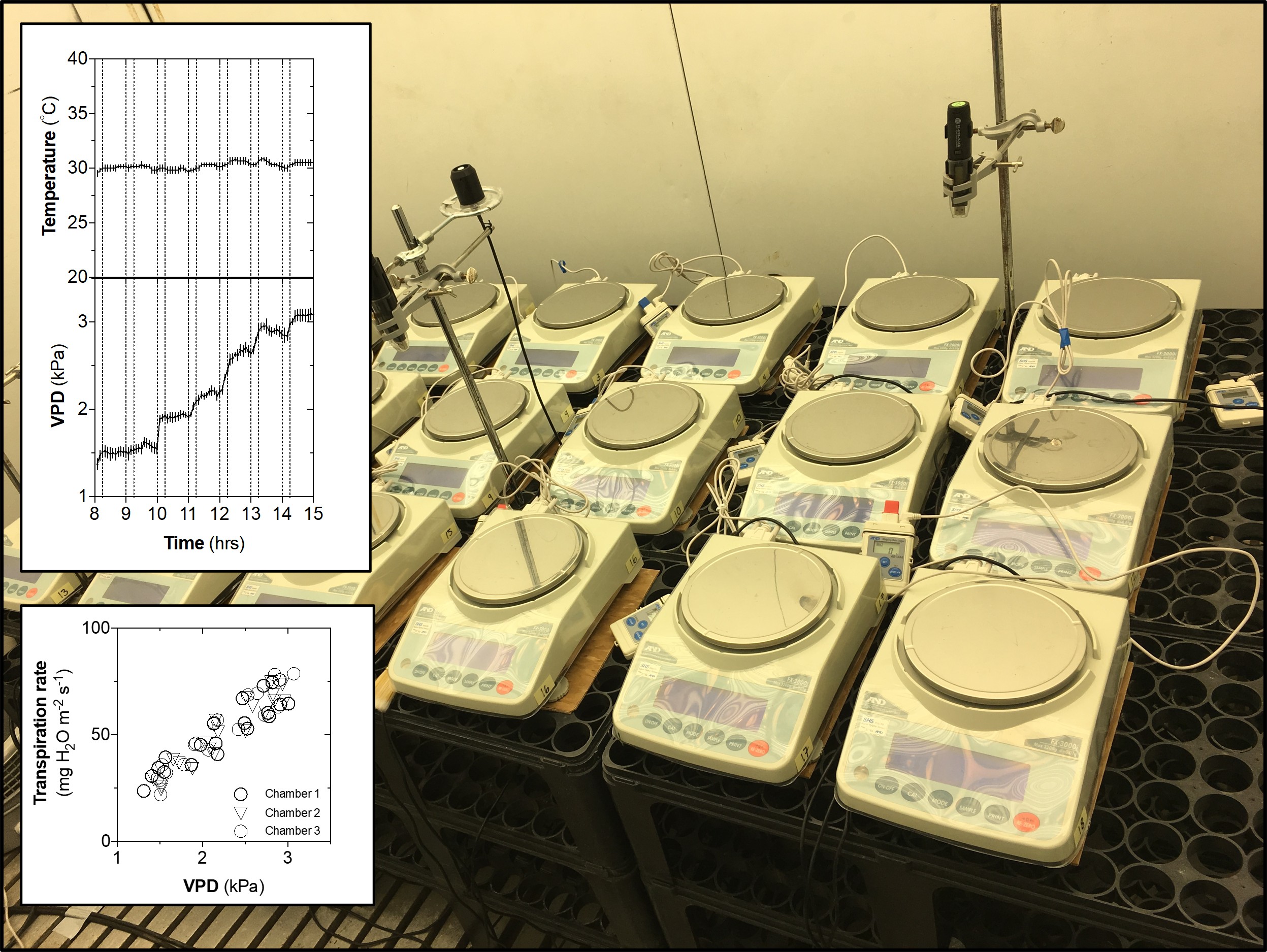 Bench of analytical balances for gravimetric whole-plant transpiration measurements