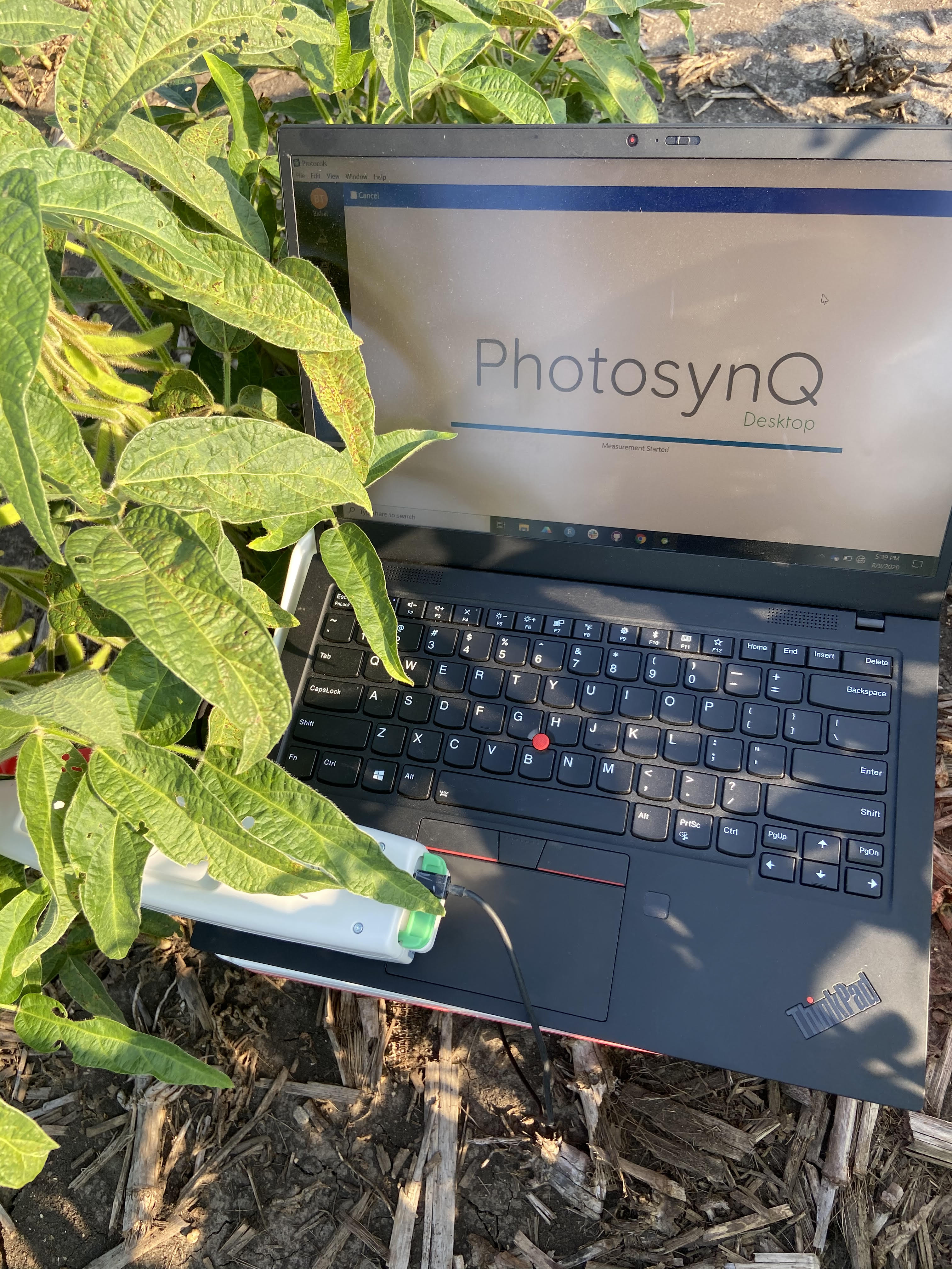 Laptop running PhotosynQ Desktop with MultispeQ sensor in soybean field
