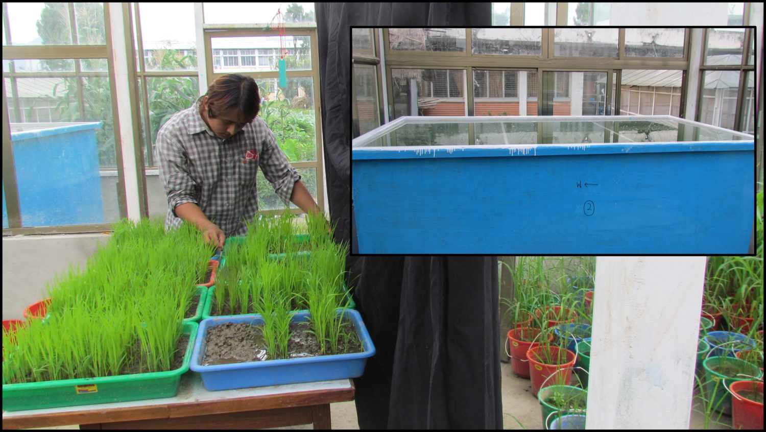 Greenhouse rice seedling trays with flooding tank for submergence trials