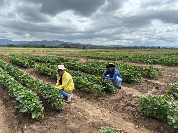 Crossing team Puerto Rico