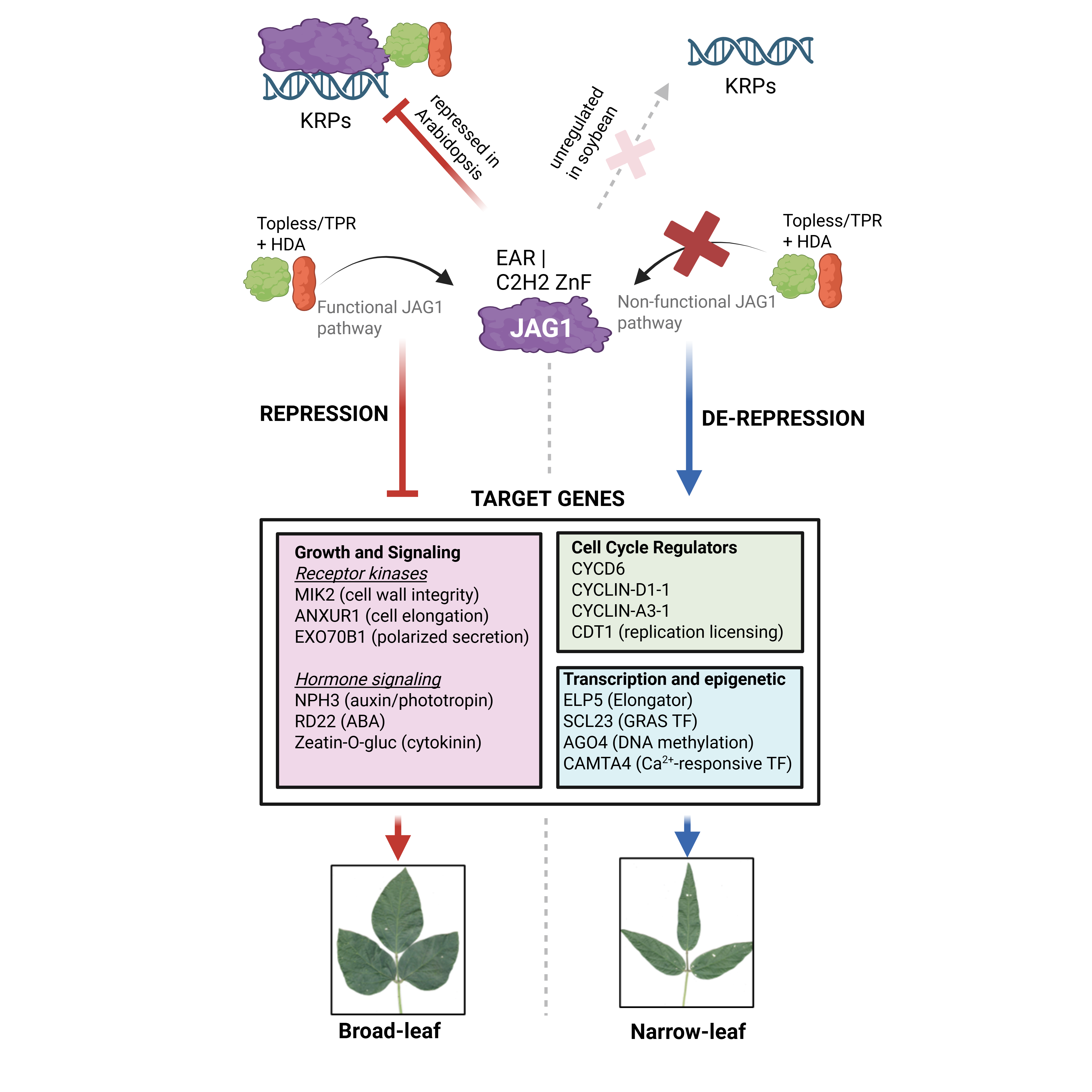 Proposed model of GmJAG1 regulation in soybean leaf development