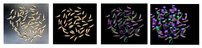 Soybean pod segmentation workflow