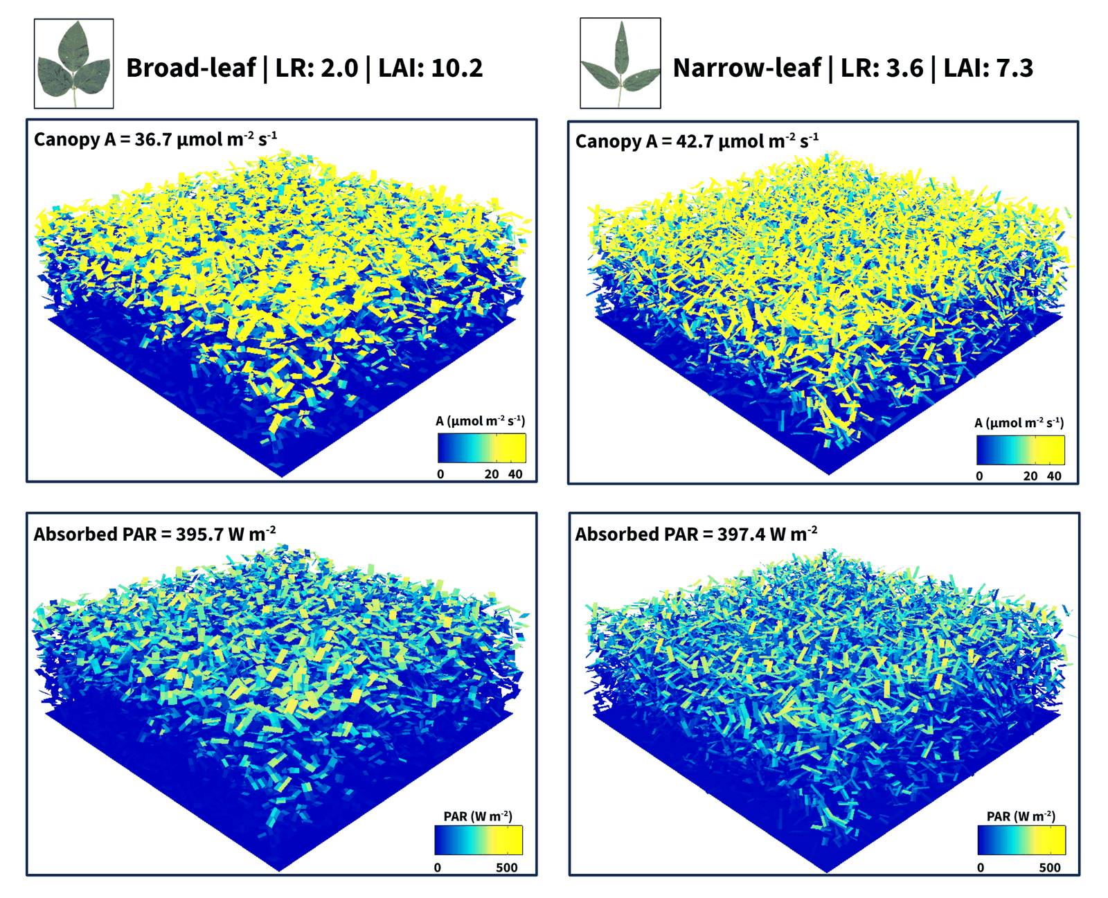 3D canopy ray-tracing comparing broad-leaf and narrow-leaf soybean near-isogenic lines, showing per-leaf CO2 assimilation and absorbed PAR